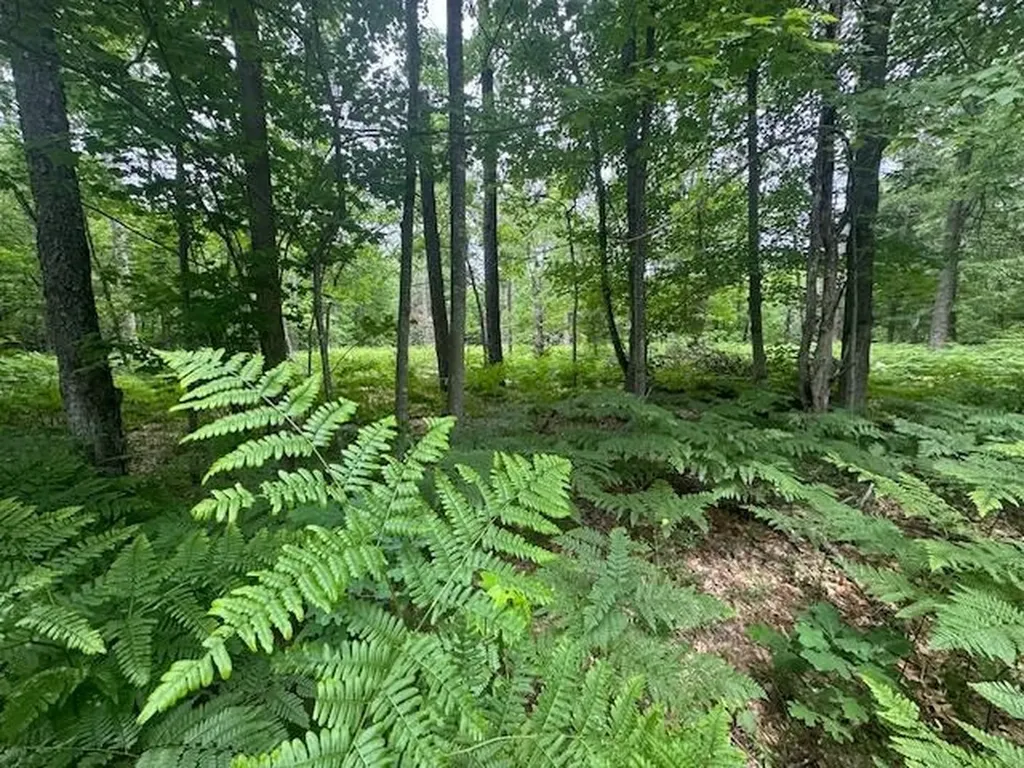 10384 W Rosted Road Lake Township MI 49651