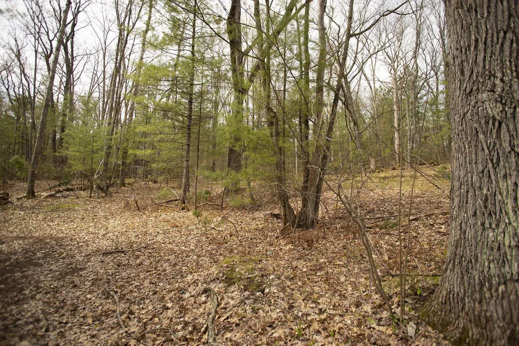 00 NE Bailey Street Bear Lake Township MI 49646