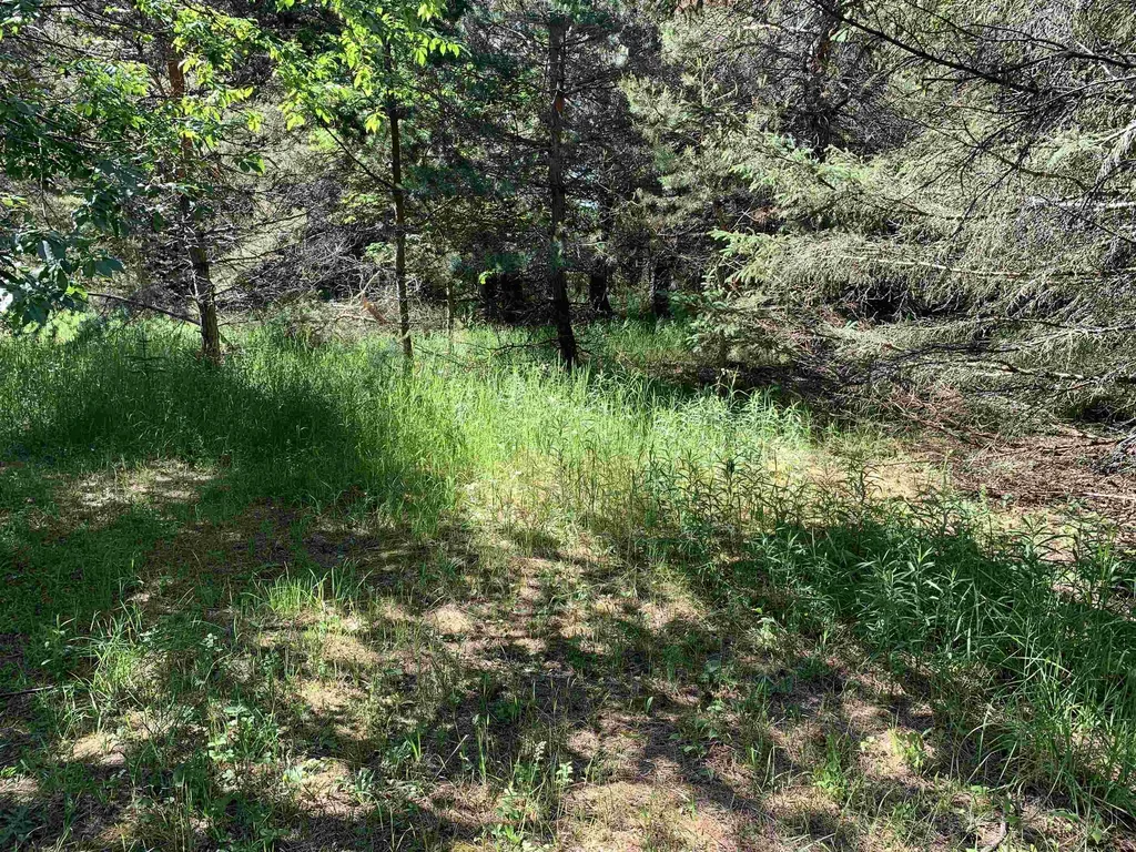 M-37 Mayfield Township MI 49620