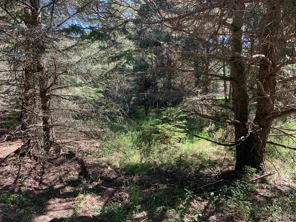 M-37 Mayfield Township MI 49620