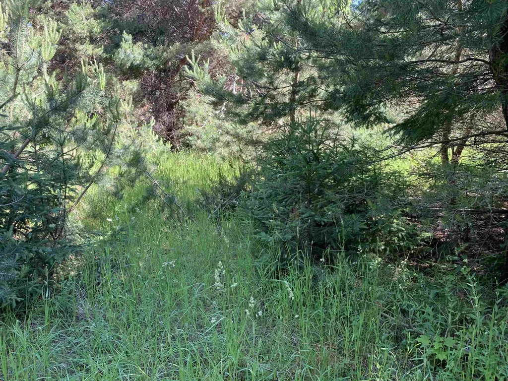 M-37 Mayfield Township MI 49620