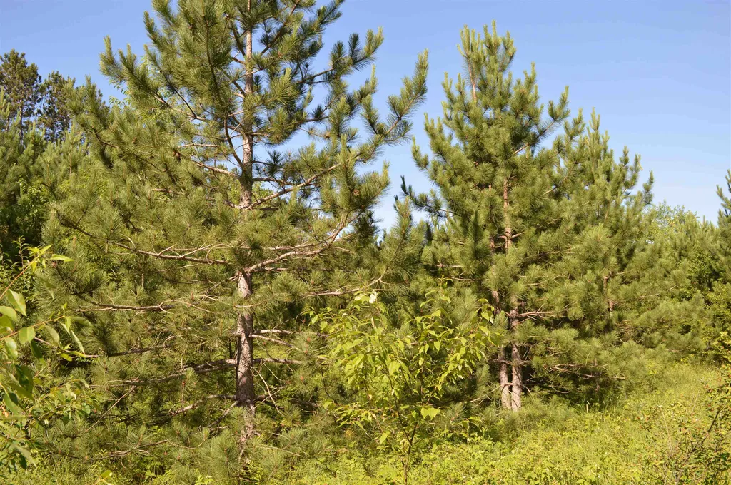 NE Holly Road Rapid River Township MI 49646