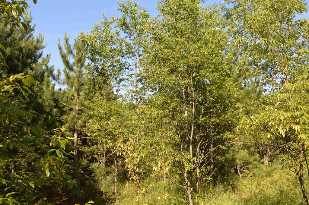 NE Holly Road Rapid River Township MI 49646