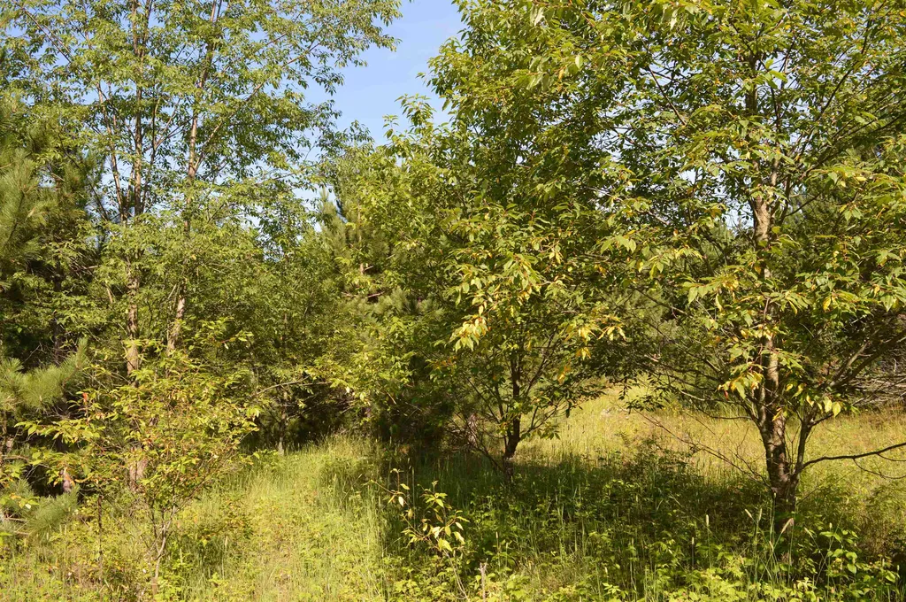 NE Holly Road Rapid River Township MI 49646