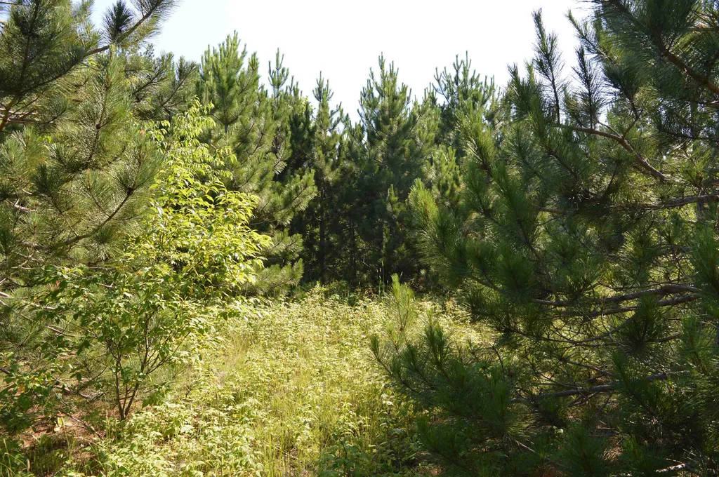 NE Holly Road Rapid River Township MI 49646