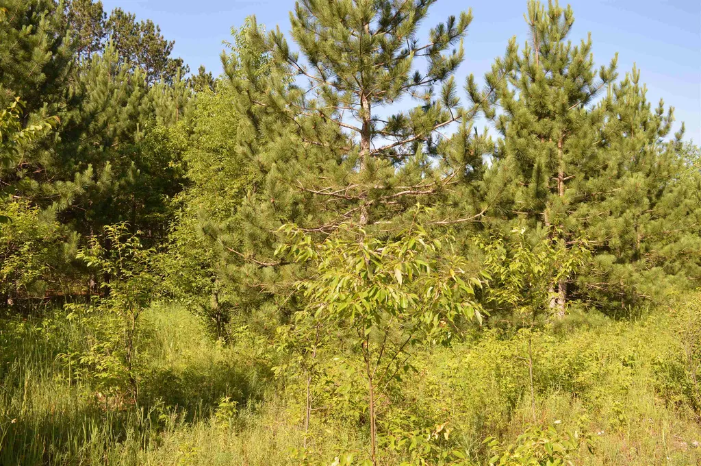 NE Holly Road Rapid River Township MI 49646