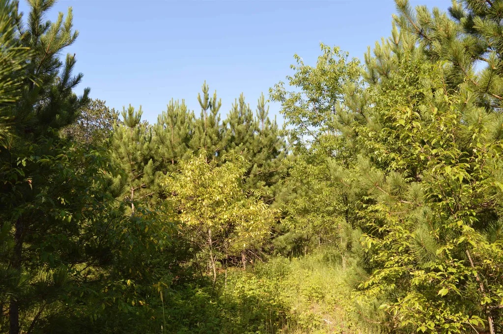 NE Holly Road Rapid River Township MI 49646