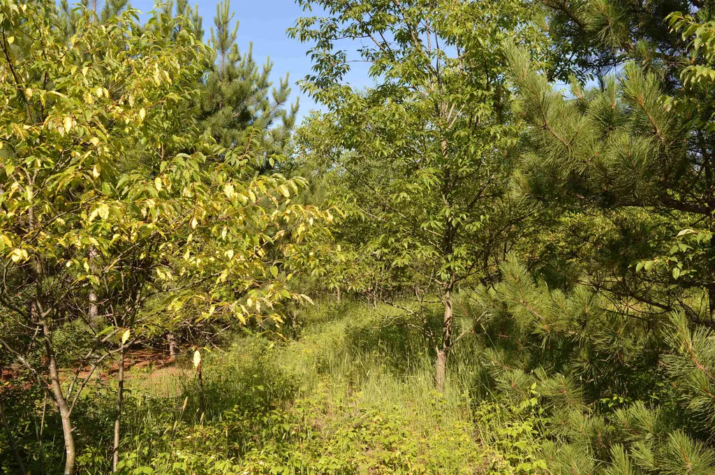 NE Holly Road Rapid River Township MI 49646
