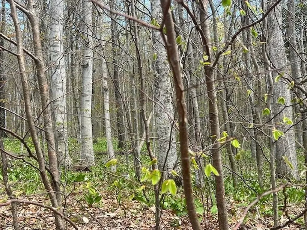 Lot 22 N Foxview Drive Leelanau Township MI 49670