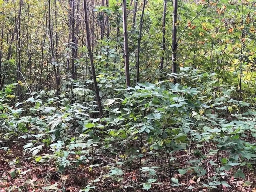 Lot 22 N Foxview Drive Leelanau Township MI 49670