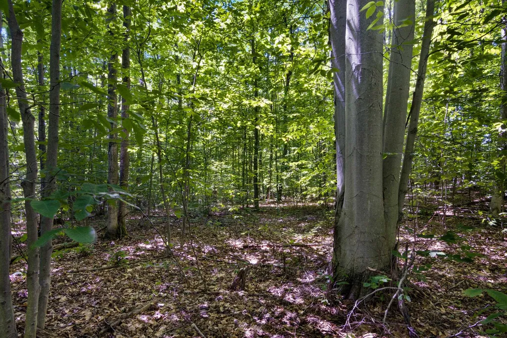 2835 Krol Drive Excelsior Township MI 49646