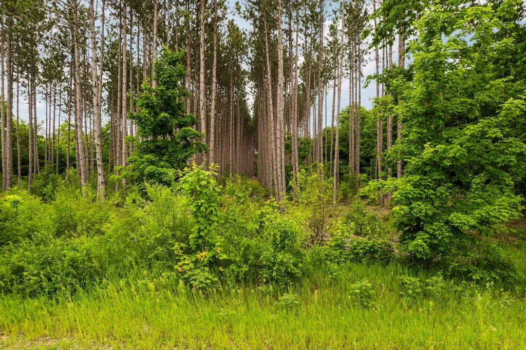 Saint Johns Road Inland Township MI 49643