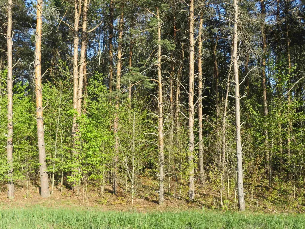 4167 Maple Hill Road Blair Township MI 49637
