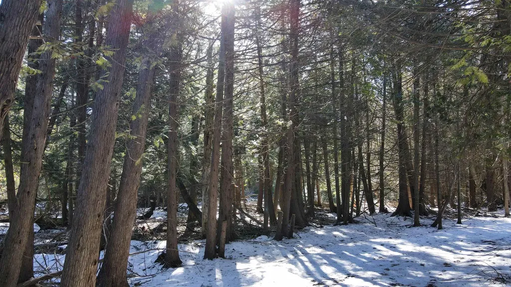 V/l 37 Acres N Cathead Bay Drive Leelanau Township MI 49670