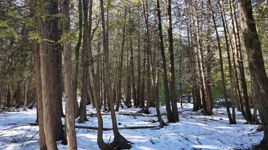 V/l 37 Acres N Cathead Bay Drive Leelanau Township MI 49670