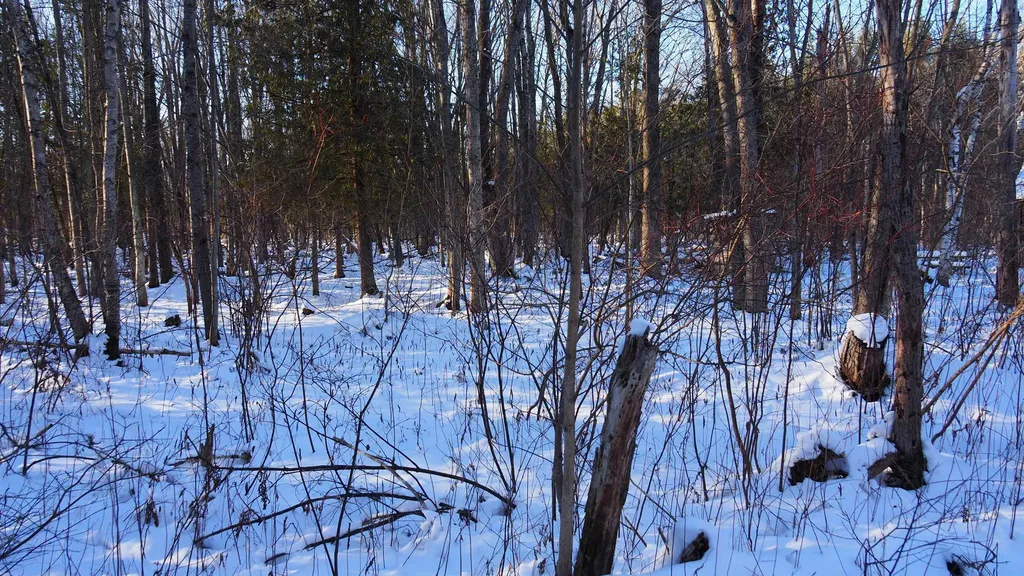 15991 Bentley Road Colfax Township MI 49683