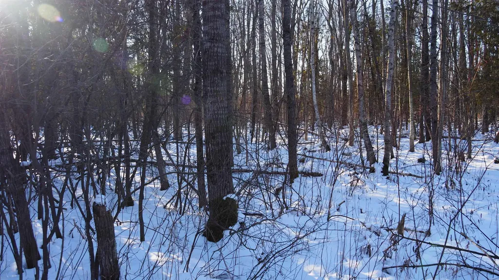 15991 Bentley Road Colfax Township MI 49683