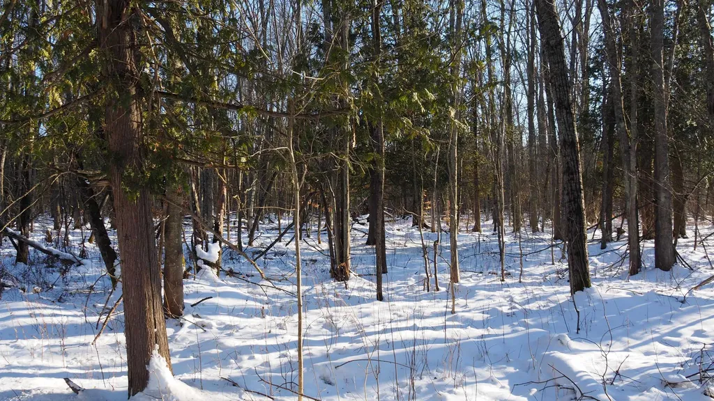 15991 Bentley Road Colfax Township MI 49683