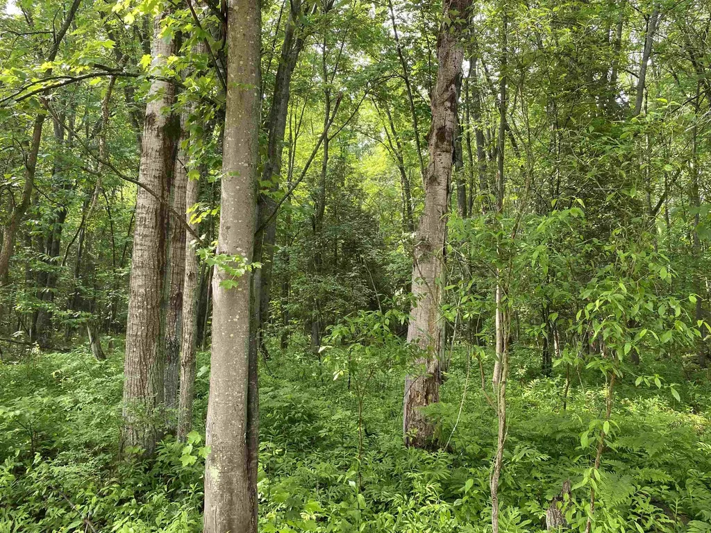 15991 Bentley Road Colfax Township MI 49683