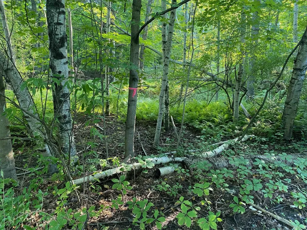 Allegheny Trail Evart Township MI 49631