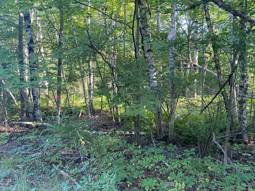 Allegheny Trail Evart Township MI 49631