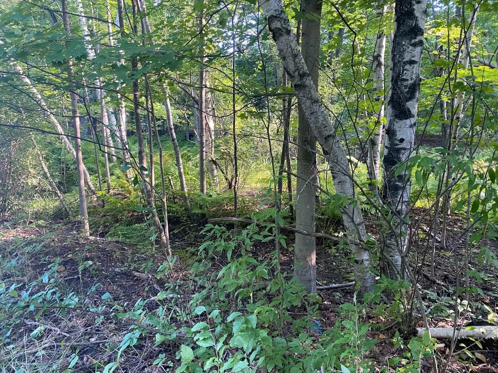Allegheny Trail Evart Township MI 49631