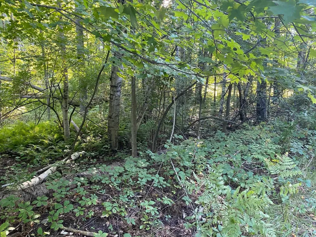 Allegheny Trail Evart Township MI 49631