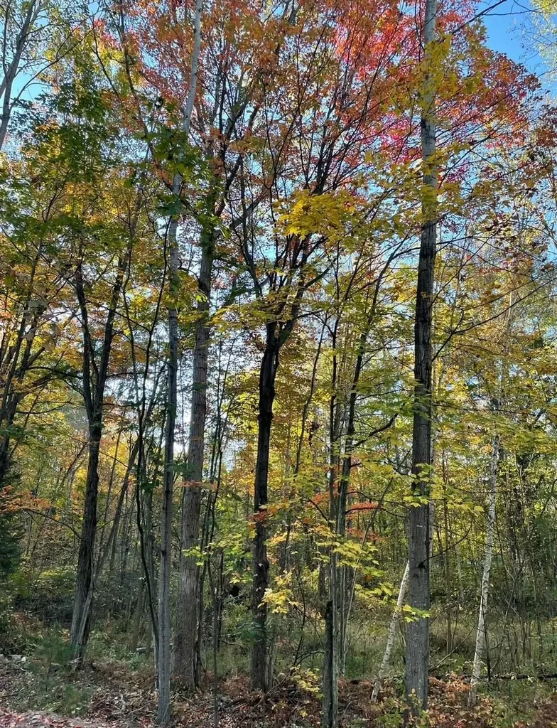 6114 Indian Lake Drive Gladwin Township MI 48624