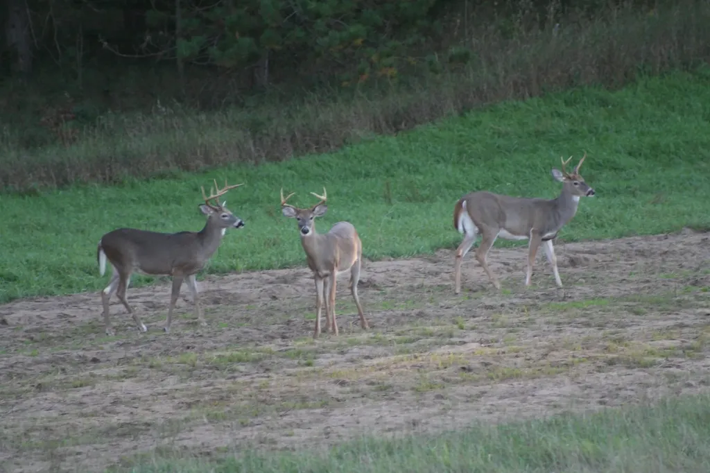 2486 S Adams Road Mikado Township MI 48737