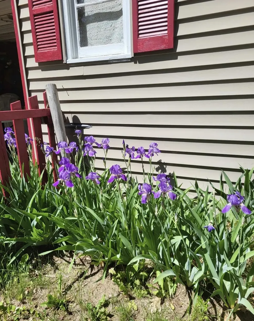 8200 Chain Lake Road Plainfield Township MI 48761