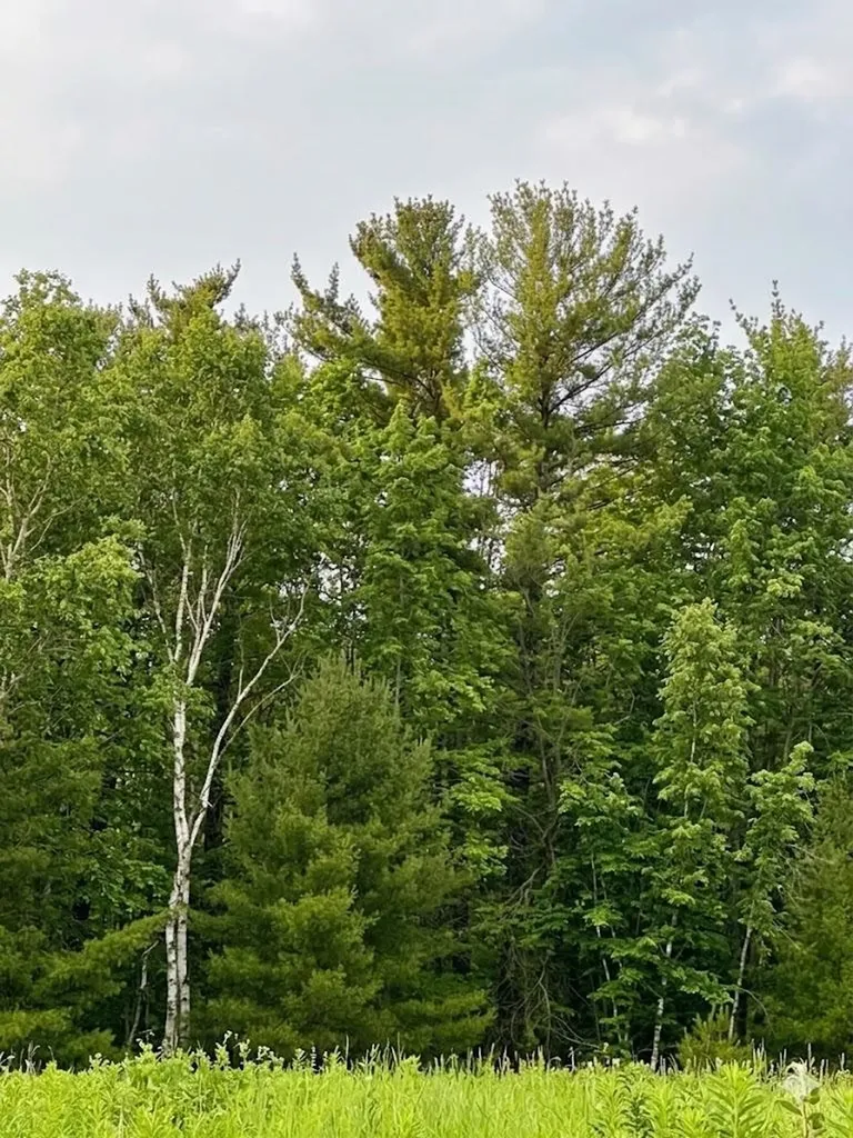 562 Lagrant Road Mason Township MI 48766