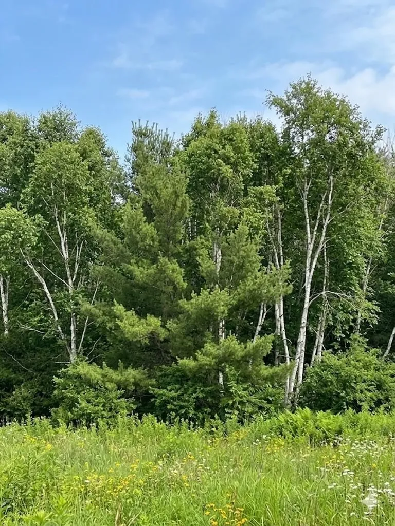 562 Lagrant Road Mason Township MI 48766