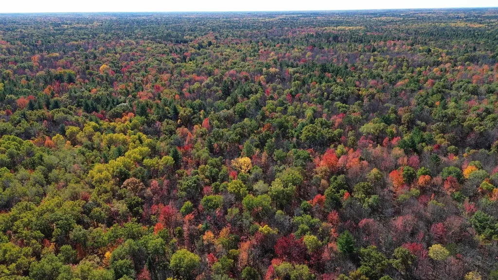 0 Timber Trail Mills Township MI 48756