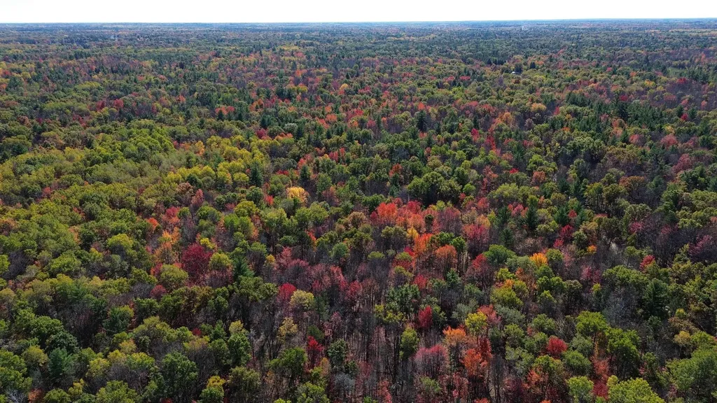0 Timber Trail Mills Township MI 48756