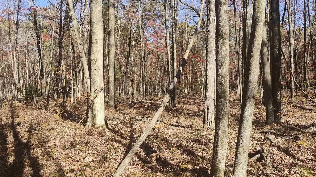 0 Timber Trail Mills Township MI 48756