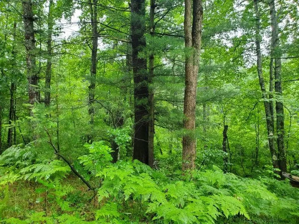 Silver Creek Road Mills Township MI 48756