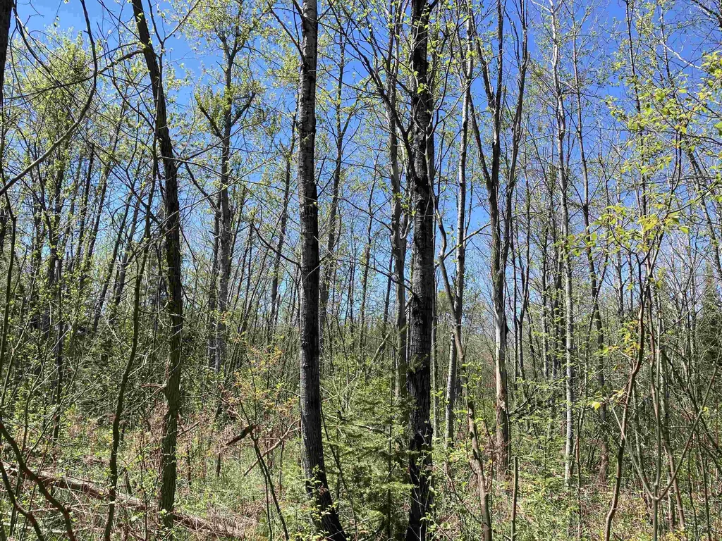 00 W Miller Road Elmer Township MI 49647