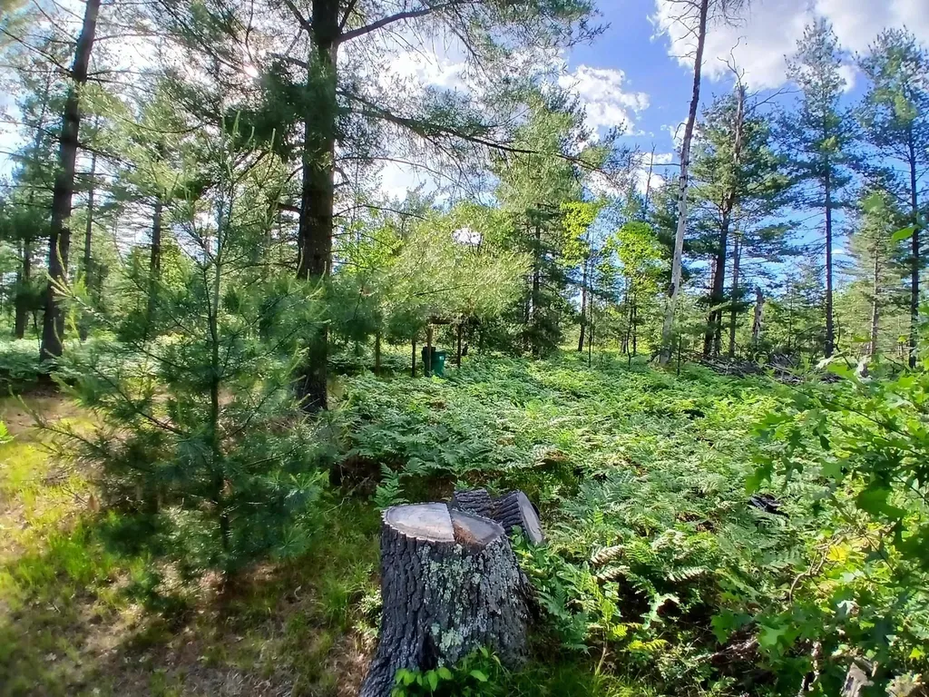 57 E Boehm Road Mills Township MI 48661