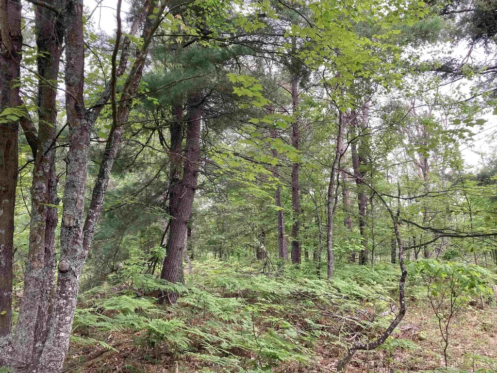 1875 Richardson Road Elmer Township MI 48647
