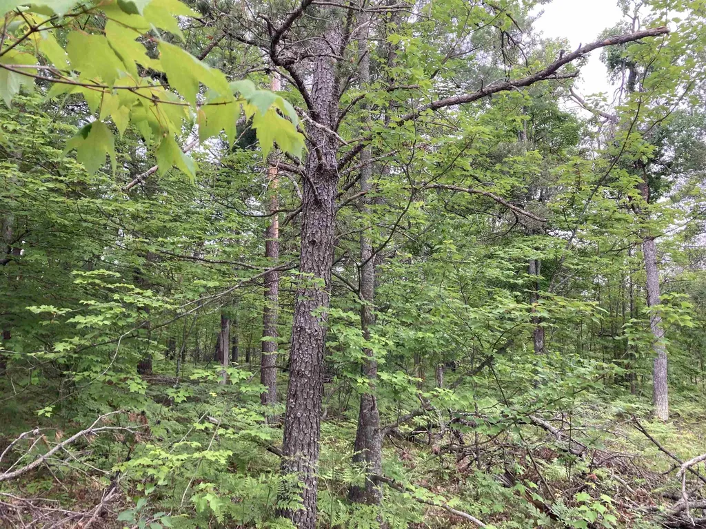 1875 Richardson Road Elmer Township MI 48647