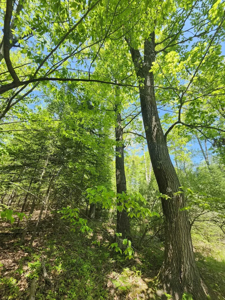 0 Rose Circle Hill Township MI 48635