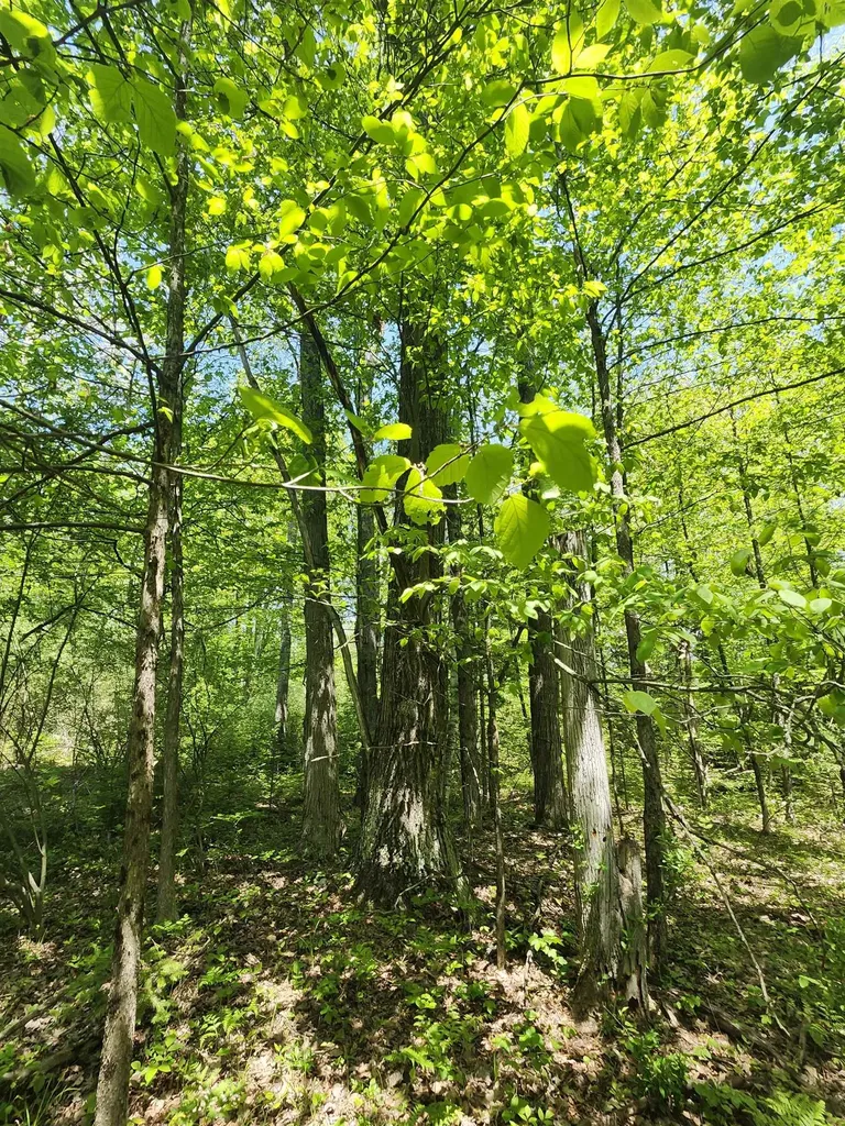 0 Rose Circle Hill Township MI 48635