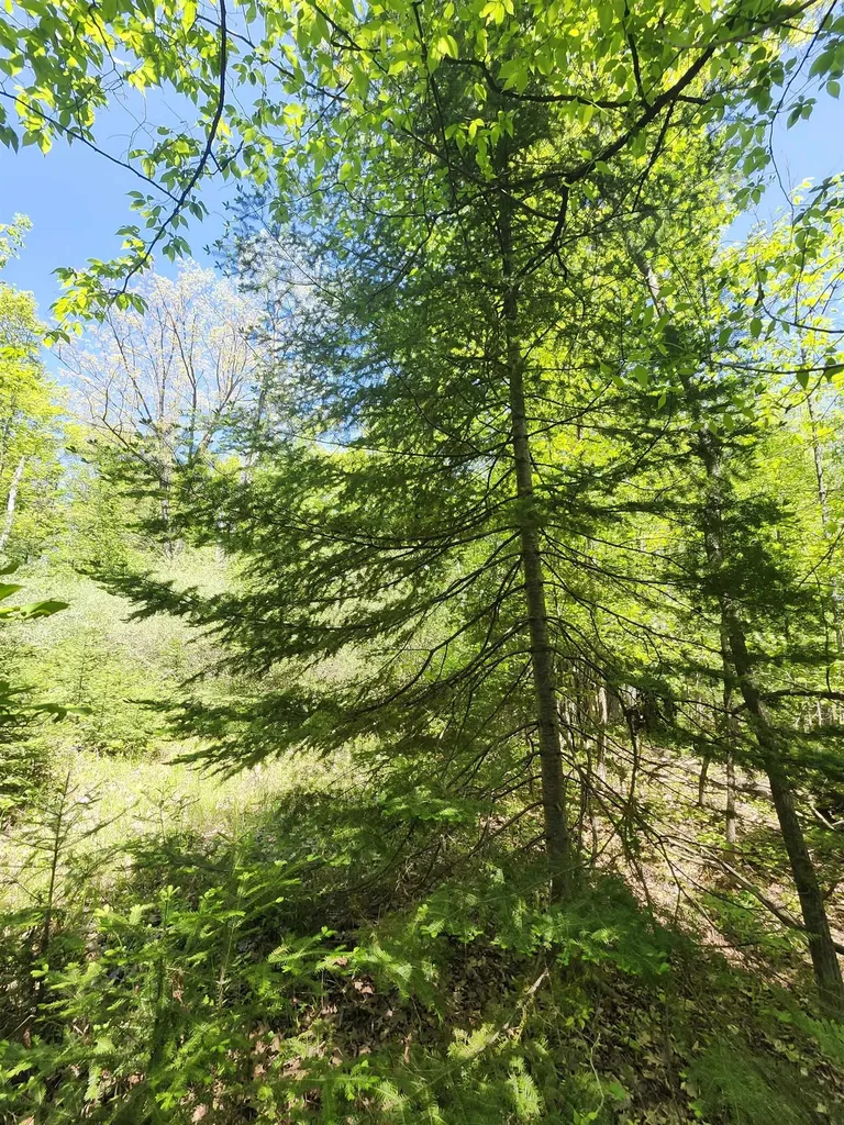 0 Rose Circle Hill Township MI 48635