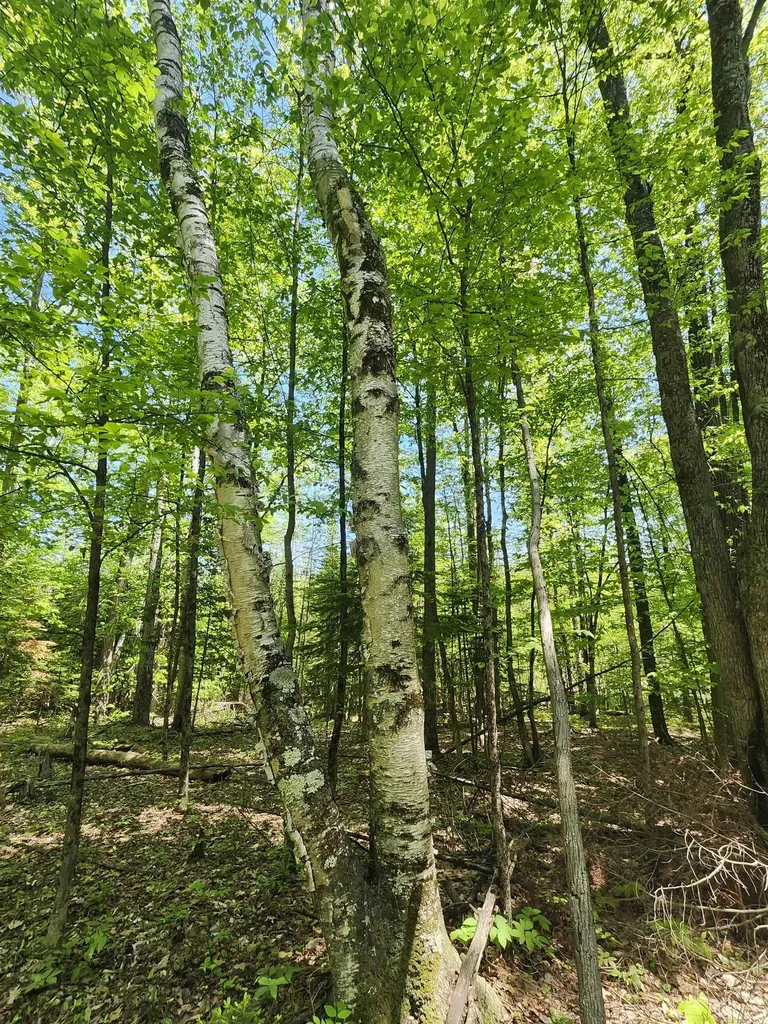 0 Rose Circle Hill Township MI 48635