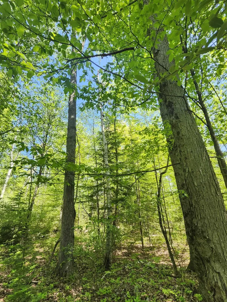 0 Rose Circle Hill Township MI 48635