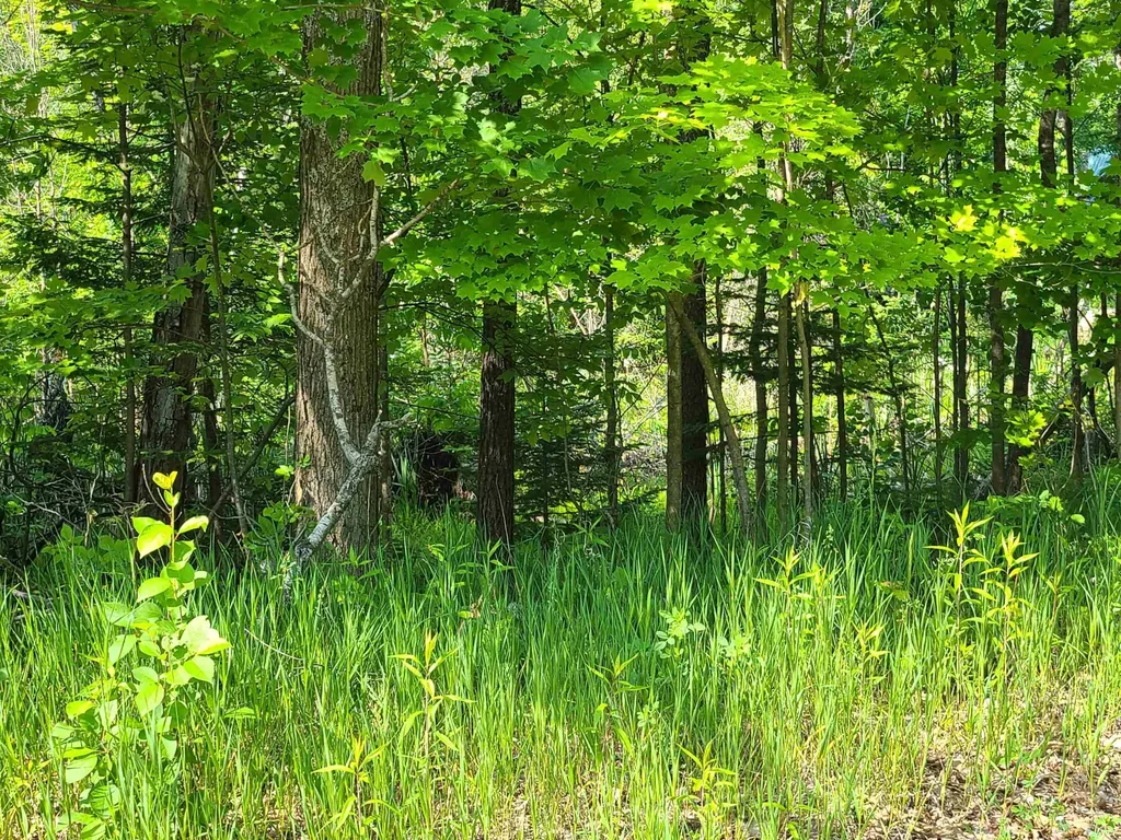 1281 W Trask Lake Road Millen Township MI 48705