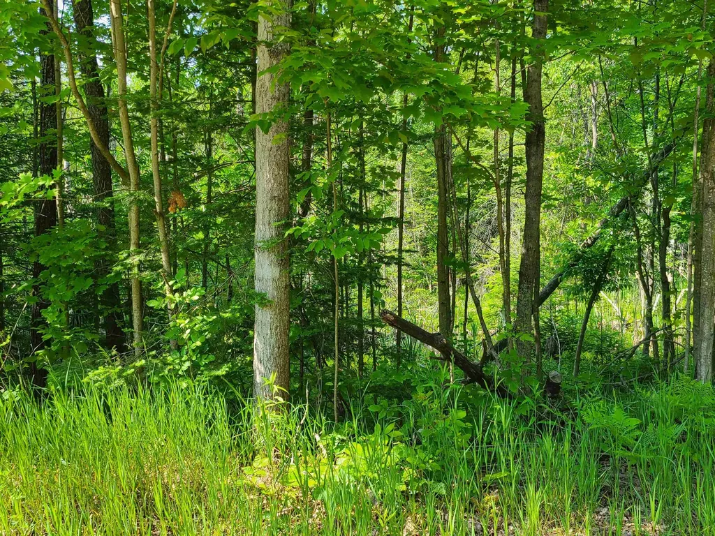 1281 W Trask Lake Road Millen Township MI 48705