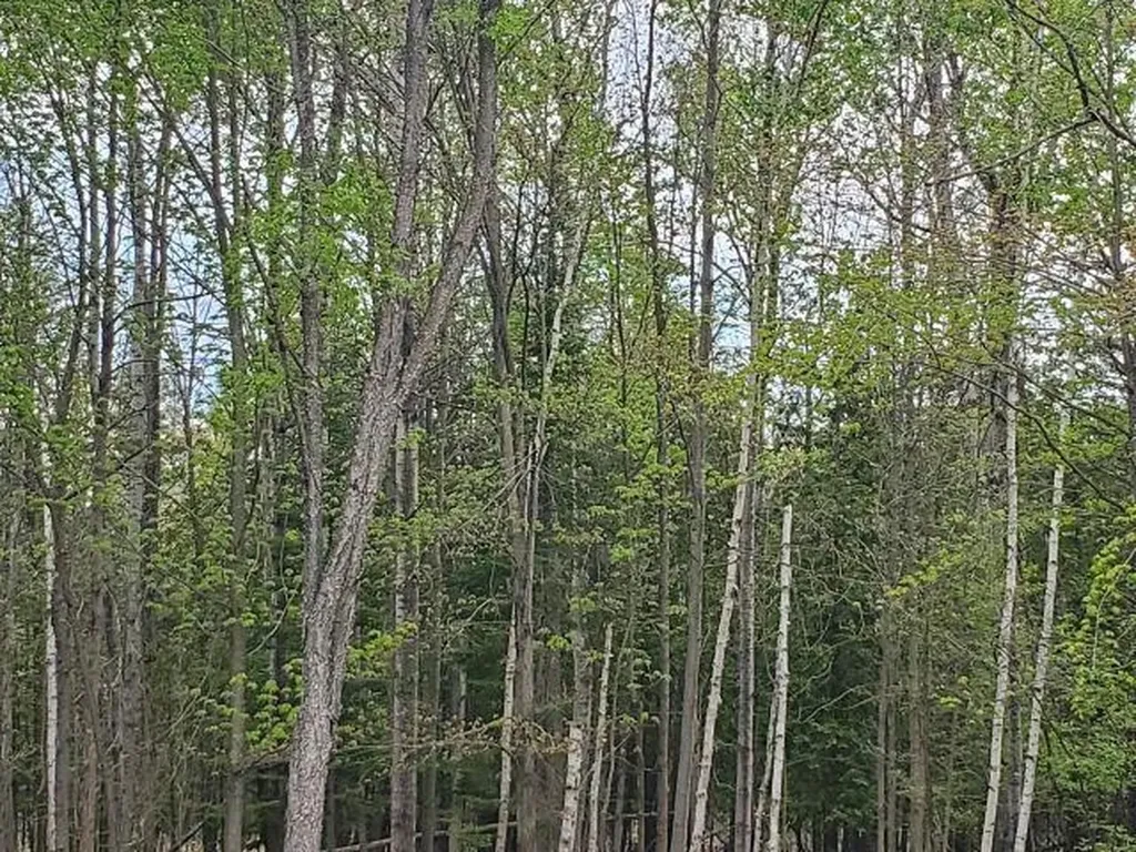 44 Rolling Hills Drive West Branch Township MI 48661