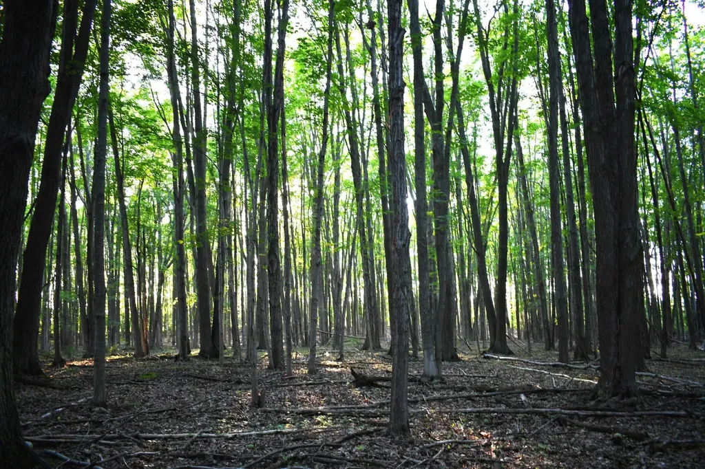 0 E Ritchie Road Hawes Township MI 48742