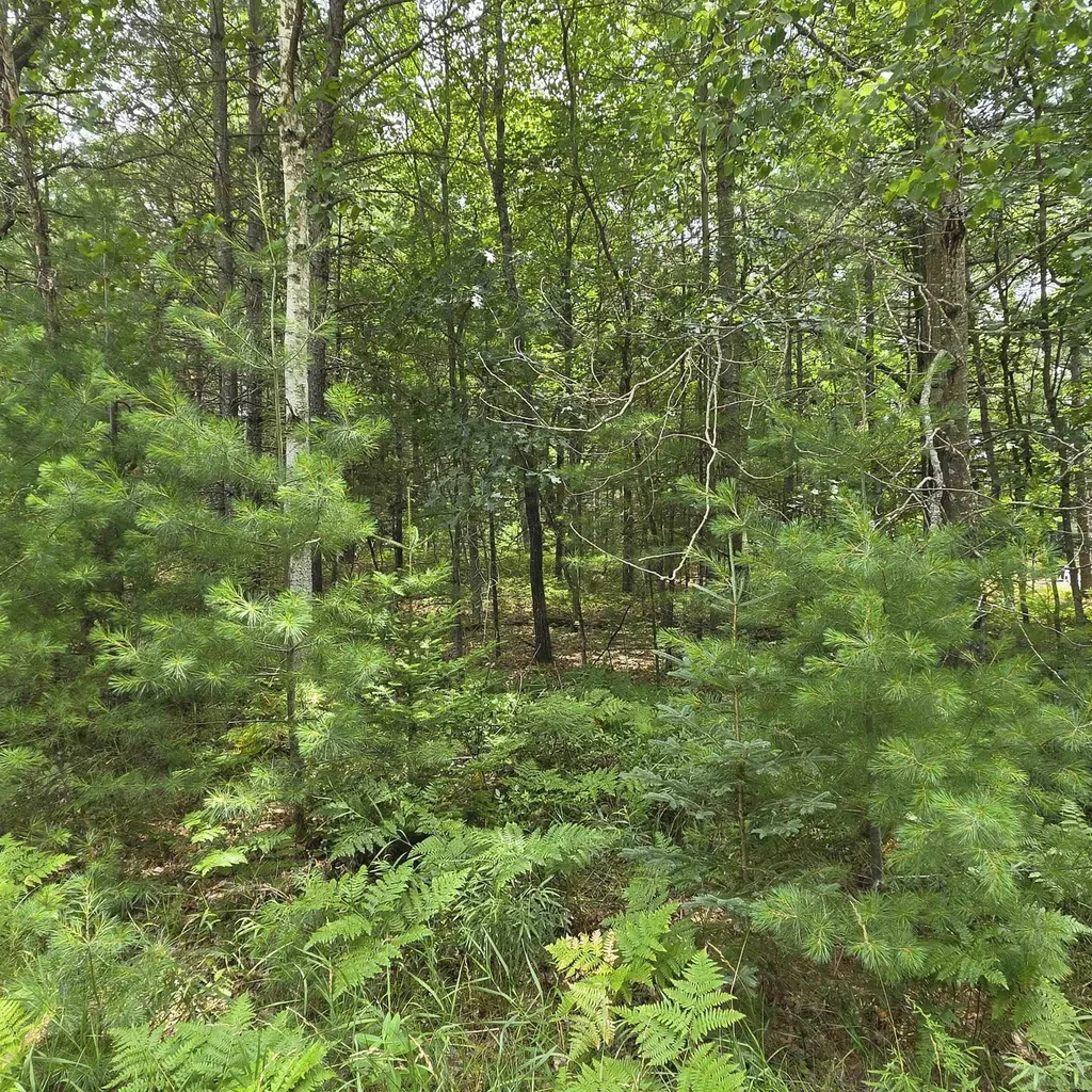 Lakewood Drive Oscoda Charter Township MI 48750